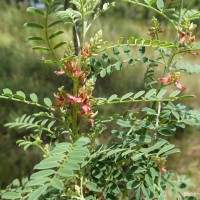 Indigofera wightii Graham ex Wight & Arn.
